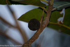 Ficus crocata