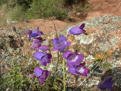 Penstemon amphorellae
