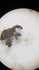 Stephanorhynchus crassus