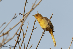 Icterus cucullatus