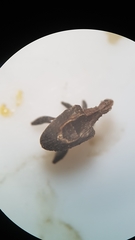 Stephanorhynchus crassus