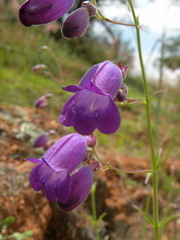 Penstemon amphorellae