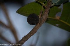 Ficus crocata