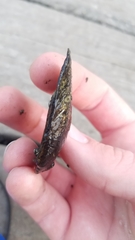 Venustaconcha ellipsiformis