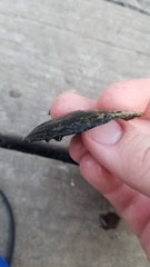 Venustaconcha ellipsiformis