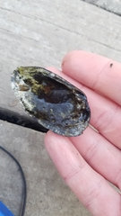 Venustaconcha ellipsiformis