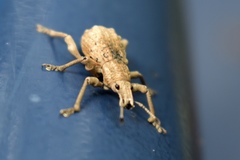 Dermatoxenus caesicollis