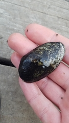 Venustaconcha ellipsiformis