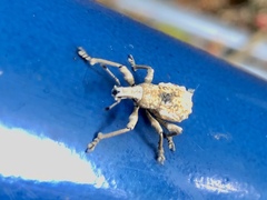 Dermatoxenus caesicollis