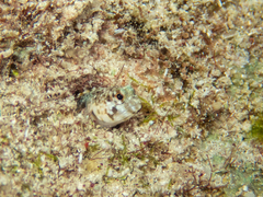 Emblemaria pandionis