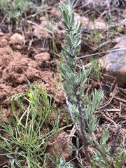 Artemisia rigida