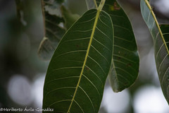 Ficus crocata