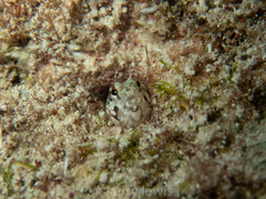 Emblemaria pandionis