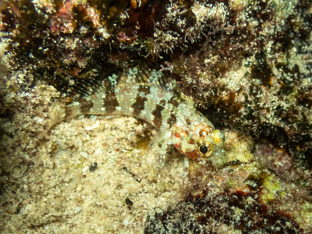 Barfin Blenny