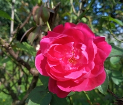 Rosa