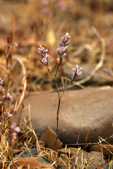 Polygonum californicum