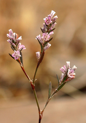 Polygonum californicum