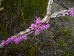 Melaleuca suberosa