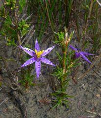 Calectasia