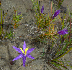 Calectasia