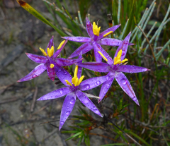 Calectasia