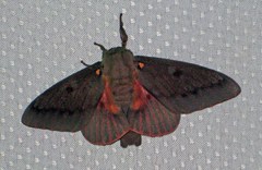 Citheronia sepulcralis