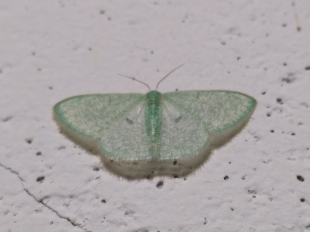 Telotheta
