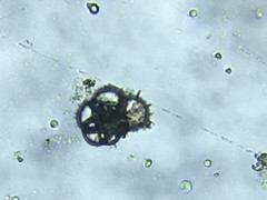 Globigerinidae