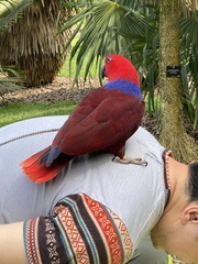 Eclectus