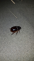 Pericoptus
