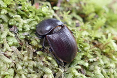 Geodorcus helmsi