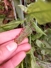 Ramularia rubella