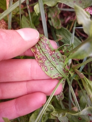 Ramularia rubella