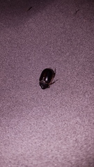 Pericoptus