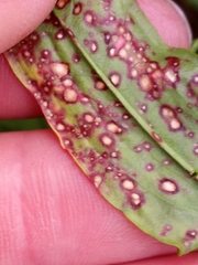 Ramularia rubella