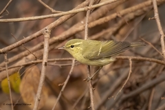 Phylloscopus nitidus