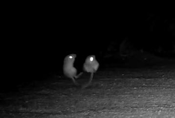 Merriam's Kangaroo Rat, Rams Hill , photo 5 of 10
