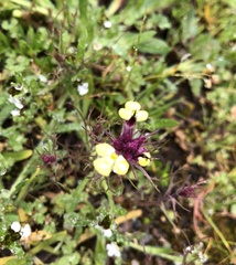 Triphysaria eriantha