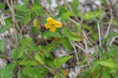 Mentzelia floridana