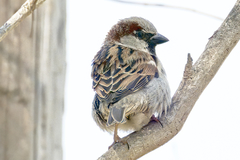 Passer domesticus