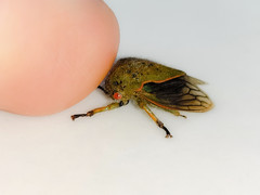 Metcalfiella