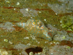 Lamprohaminoea ovalis