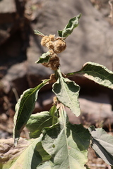 Critonia quadrangularis