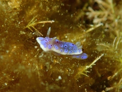Goniobranchus thompsoni