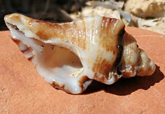 Pterochelus triformis