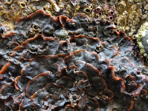 Watersipora subatra