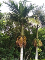Pinanga tashiroi