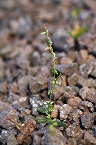 Douglas' knotweed (Polygonum douglasii)