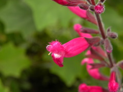 Salvia involucrata