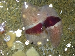 Notoplana sanguinea